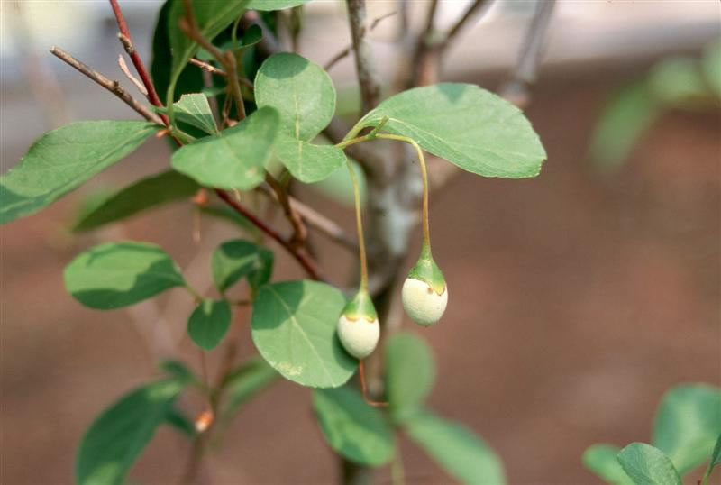 Styrax americanus / styrax_americanus_fruit.jpg
